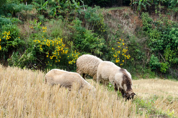 Sheep in the rice paddies. Mae Hong Son Thailand
