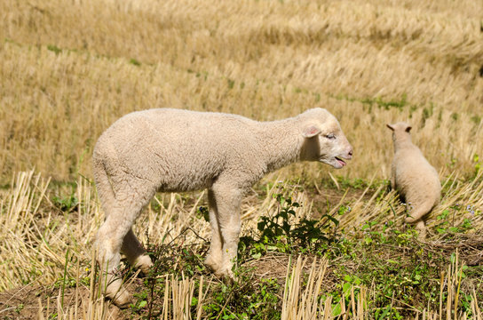 Lambs in the rice paddies. Mae Hong Son Thailand