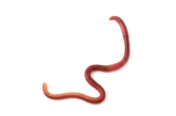 worm on a white background