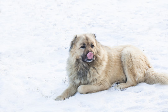 Big Caucasian shepherd dog lies on the snow and lickens