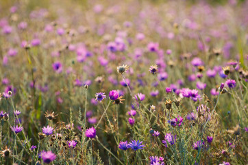 Fototapeta premium Everlasting, Immortelle or Xeranthemum annuum