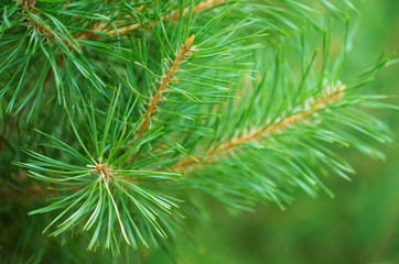 Fototapeta premium Needles of pine