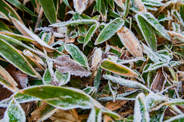 登山道のクマザサ