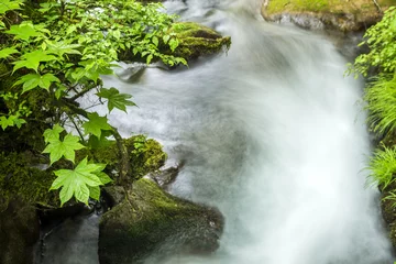 Zelfklevend Fotobehang 阿蘇野川の流れとハリギリの緑の葉 © varts