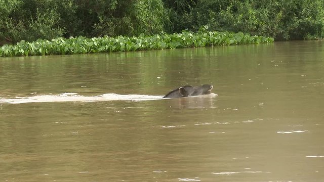 South American tapir (Tapirus terrestris) swimming across a river in the Pantanal wetlands, Brazil.