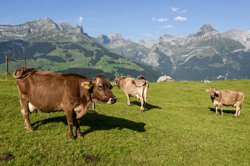 Rural landscape at the village of Engelberg on Switzerland