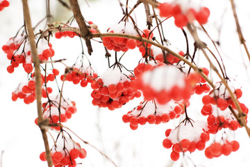 Winter Frozen Viburnum Under Snow. Viburnum In The Snow. First snow.