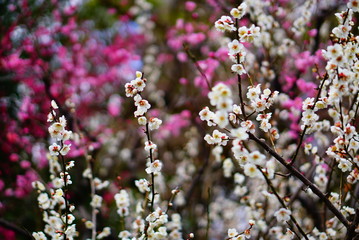 京都北野天満宮の白梅と紅梅