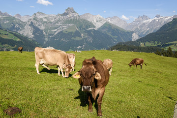 Fototapeta premium Rural landscape at the village of Engelberg on Switzerland