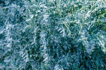 Dusty miller plant detail