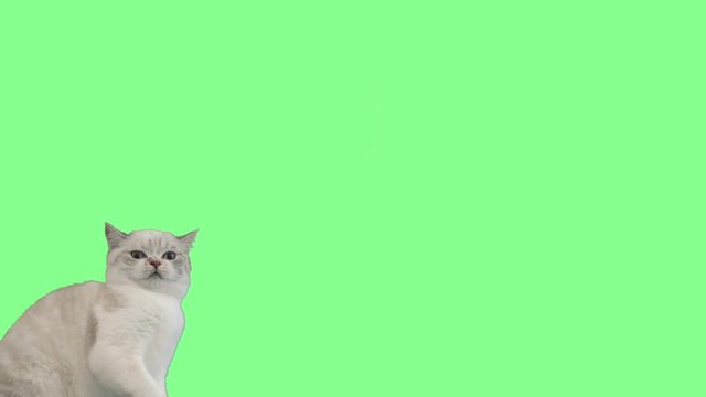 cat waving his paw on the green screen