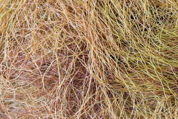 Corn stalks. Stigmata Maydis.