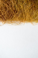 Stigmata Maydis. Corn stalks on a white background.