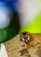 A beautiful macro insect called ladybug with blurry background. It has orange color and black spots. Coccinellidae is a widespread family of small beetles.  names ladybird beetles or lady beetles.