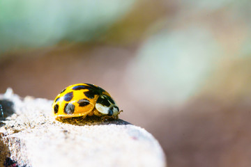 A beautiful macro insect called ladybug with blurry background. It has orange color and black spots. Coccinellidae is a widespread family of small beetles.  names ladybird beetles or lady beetles.