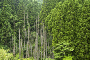 Fototapeta na wymiar 竹田市荻町地区の針葉樹林と枯木立