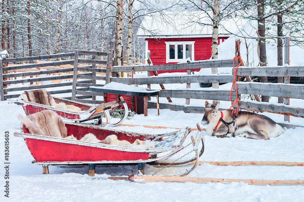 Poster Reindeer with sled in forest in winter Rovaniemi Lapland Finland