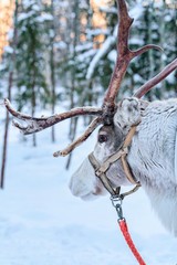 Reindeer in farm winter Lapland Rovaniemi Northern Finland