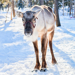 Reindeer at farm winter Rovaniemi Lapland Northern Finland