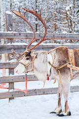 Reindeer farm in winter Rovaniemi Lapland Northern Finland