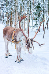 Reindeer at farm in winter Rovaniemi Lapland Northern Finland