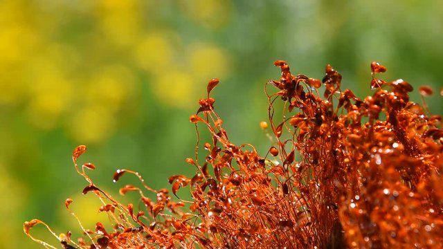 Common brown haircap moss (Polytrichum commune) moving fast after rain, covered with water drops over green, real time looks like time lapse effect, close up