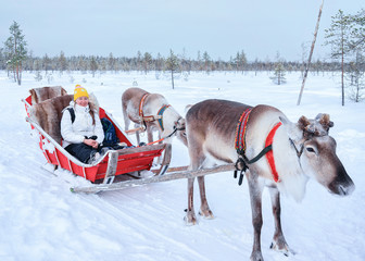 Girl riding Reindeer sledge in winter Rovaniemi
