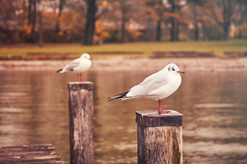 Two seagulls resting on wooden pier poles on Lake Starnberg