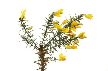 Gorse flowers and foliage