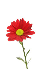 Red chrysanthemum flower