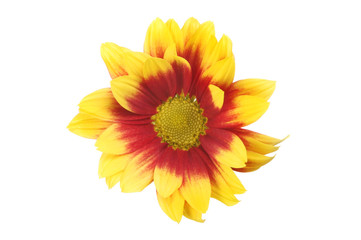 Yellow and red chrysanthemum