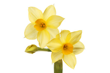 Fototapeta premium Sol d'or narcissus flowers
