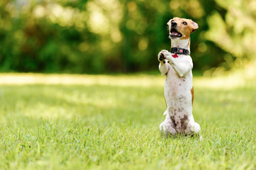 Dog sitting on hind legs begging with paws in praying gesture