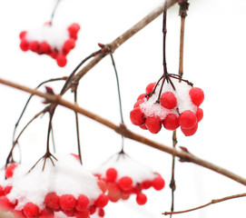 Winter Frozen Viburnum Under Snow. Viburnum In The Snow. First snow.