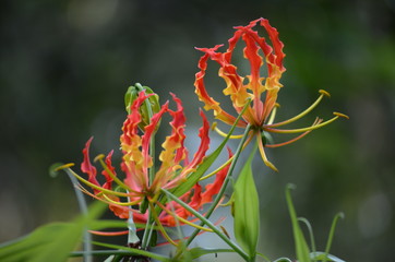 beautiful rare orchids, Gloriosa rothsch, called flame lily, fire lily, gloriosa lily, glory lily,...