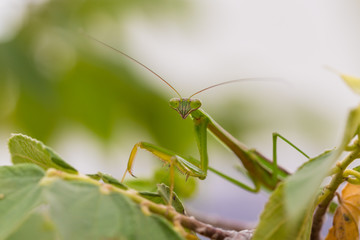 closeup green Mantis on a leaf. Mantodea.