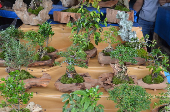 Bonsai is a Japanese art form using trees grown in containers. Similar practices exist in other cultures, including the Chinese tradition of penzai or penjing from which the art originated
