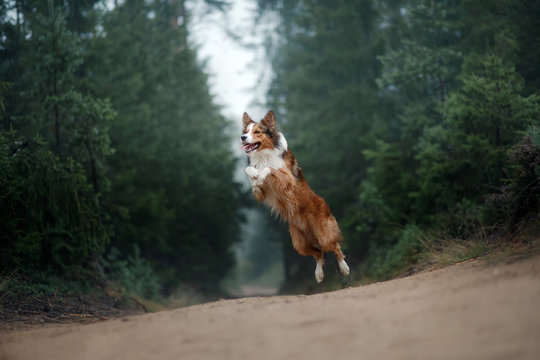 Dog Border Collie Jump