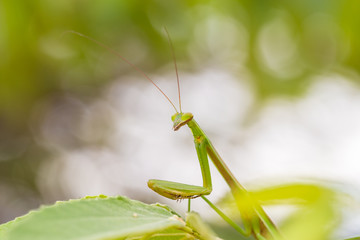 closeup green Mantis on a leaf. Mantodea.