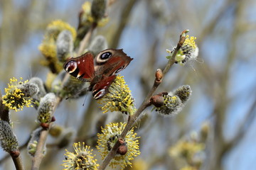 Tagpfauenauge auf Weidenkätzchen