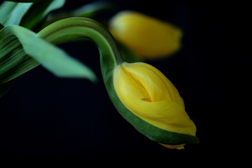 gelbe Tulpe vor schwarzem Hintergrund