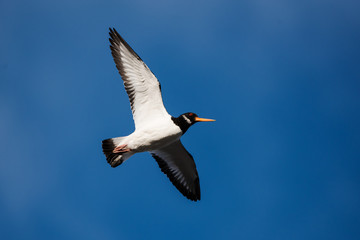 Eurasian Oystercatcher, Haematopus ostralegus