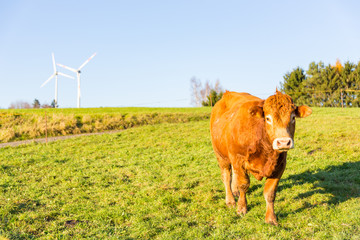 cow grazing on meadow and wind turbines in background rural landscape