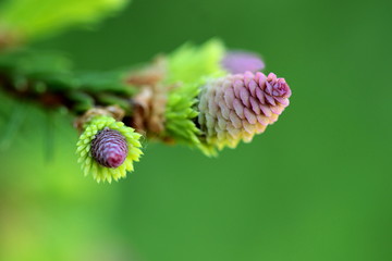 junge Triebe im Frühling an einem Nadelbaum