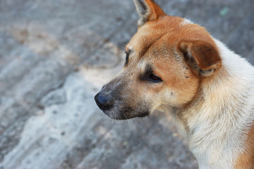 Thai dog face, Beside view look suspiciously dog