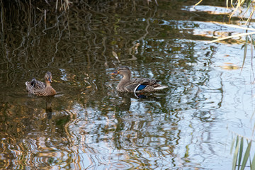 mallard in a lake
