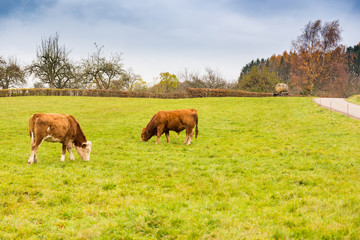 cows grazing on meadow