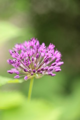 Zierlauch beim Aufblühen