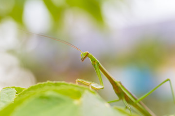 closeup green Mantis on a leaf. Mantodea.