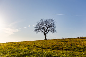 single tree siluette on grass field against blue sky